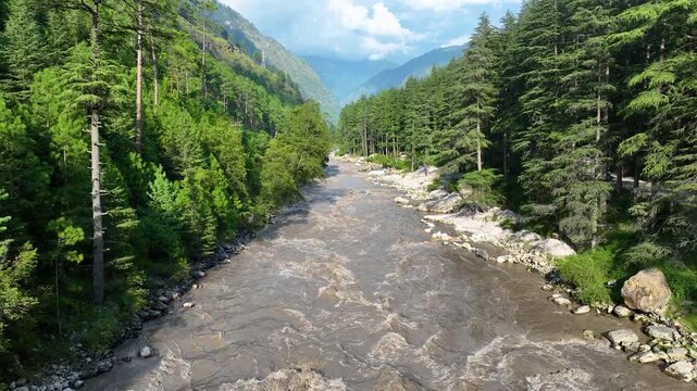 Rising vertical ascent over lush alpine pine trees revealing the aggressive river erosion and fast-flowing currents of Parvati river carving through steep forested slopes in Kullu, northern India.