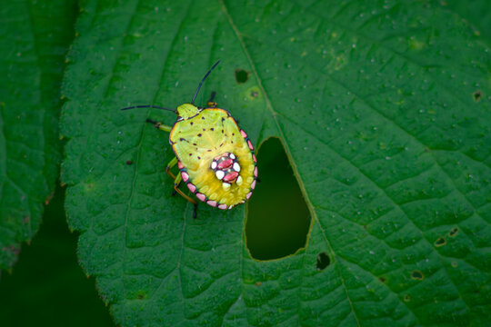 Yellow shield bug nymph resting on a leaf