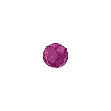 Fresh purple red cabbage head flat vector illustration