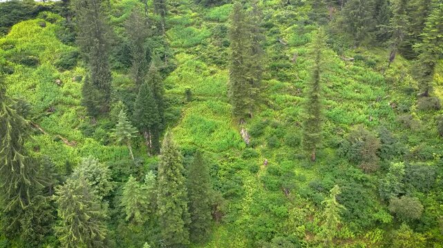 Cinematic aerial sweep showing wild Himalayan hemp crops thriving on sunlit alpine mountain slopes near Malana in Himachal Pradesh.
