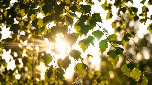 Vibrant green foliage, summer leaf tree with sunlight, natures serene background, refreshing spring sky, showcasing gentle foliage textures, peaceful outdoor connection