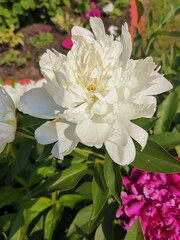 Against the background of green leaves of the bush there is a beautiful delicate peony flower. © Марина Блазаренко