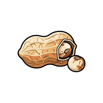 Bambara groundnut pod with a single seed isolated on white background