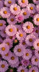 Fototapeta premium Beautiful pink daisy flowers blooming in a summer garden full frame nature background