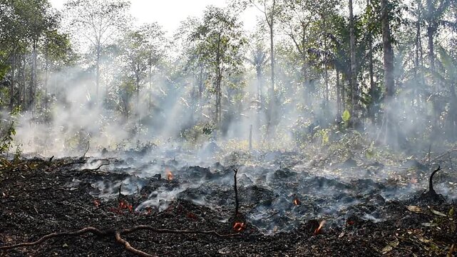 a Catastrophic burning peatland in a tropical forest with smoke rising from wildfire, b roll showing environmental destruction landscape.