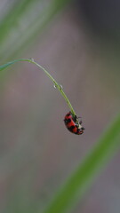 Fototapeta premium Macro Shot of Transverse Ladybug (Coccinella transversalis) Perched on Wet Grass Blade with Dewdrops
