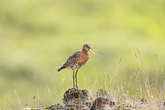 Black-tailed Godwit 흑꼬리도요