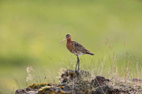 Black-tailed Godwit 흑꼬리도요