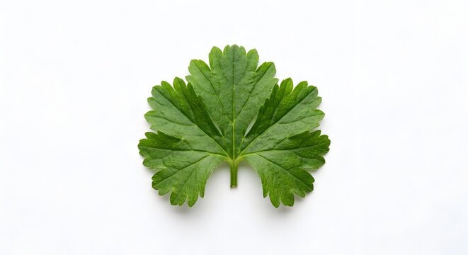 Fresh green leaf isolated on white background top down view