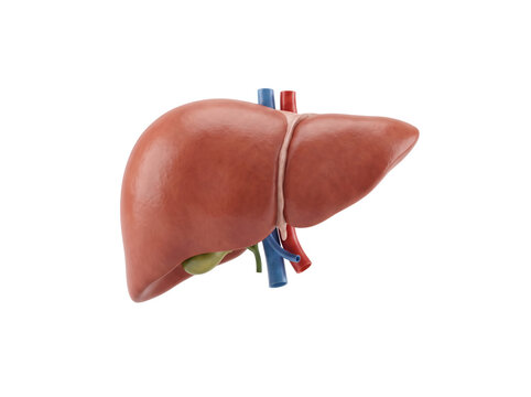 Human Liver Anatomy for Medical and Healthcare Concepts／医療・ヘルスケア用途に使いやすい人間の肝臓の写真素材
