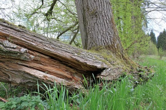 Fallen tree trunk with cracks and moss