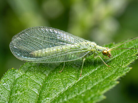 A close up of a delicate green lacewing insect perched on a green leaf.