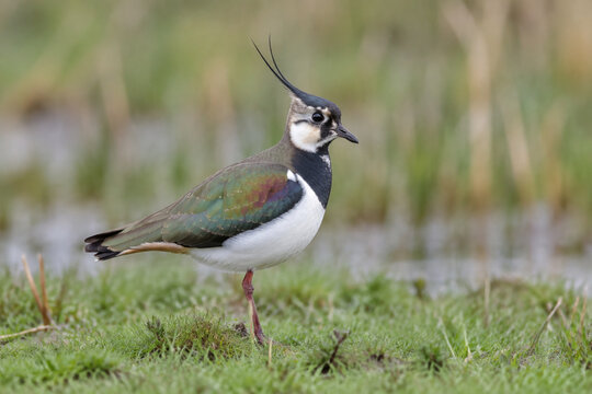 Northern lapwing standing in wet meadow, wildlife and grassland habitat concept