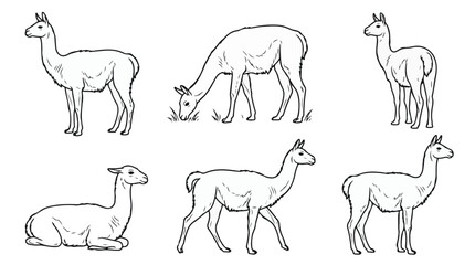 Fototapeta premium Guanaco Vector Line Art Collection South American Camelid Poses Illustration Set 