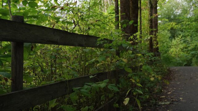 Weathered wooden fence runs alongside a paved path bordered by dense green undergrowth in a quiet Norway woodland scene.