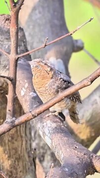 Detailed close up of a wild Eurasian Wryneck bird with cryptic camouflage plumage perched on a textured tree branch behind a foreground twig against a soft green bokeh background.