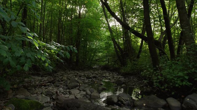 Sunlight filters through tall trunks onto a rocky creek bed with small reflective pools in a Norway woods setting, suggesting themes of solitude and wild habitat.