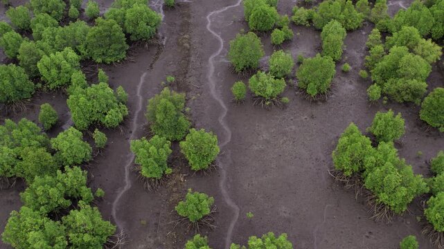 Aerial drone footage over a mangrove forest at low tide, showing exposed mudflats, tidal channels and extensive mangrove root systems in Weh Island, Indonesia.