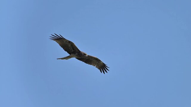 Majestic wild bird of prey soaring with fully spread wings and gliding gracefully against a clear cloudless blue sky background.