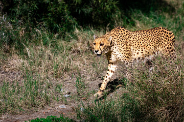 Cheetah Walking Through Tall Grass © Fifteen10