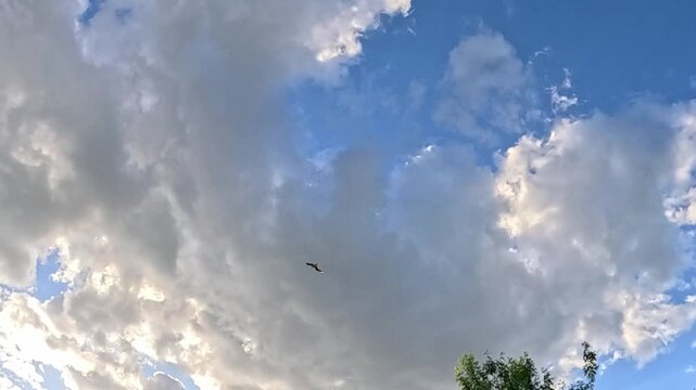 A wide blue sky is covered with fluffy white cumulus clouds while a small bird flies past, and green tree branches gradually move into the frame from the right side below.