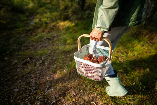 Woman forager carries basket containing collected porcini (Boletus edulis) mushrooms through autumn forest, closeup view. Hobby, 
