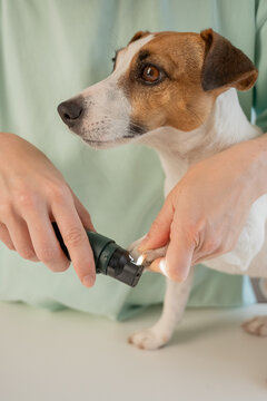 A Jack Russell Terrier getting his nails filed with a grinder at a grooming salon.