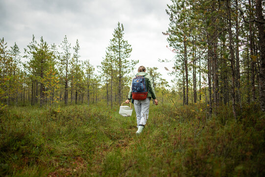 Woman forager walks away through marshy pine forest carrying basket for collected mushrooms. Autumn foraging, hobby. 