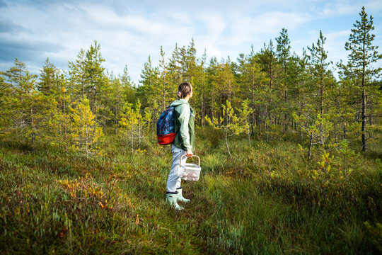 Woman searches marshy pine forest while carrying basket for collected edible mushrooms. Autumn foraging in wetland. Walk through the bog woodlands for mental wellbeing