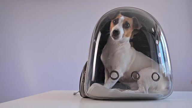 Jack Russell Terrier dog in a plastic backpack. 