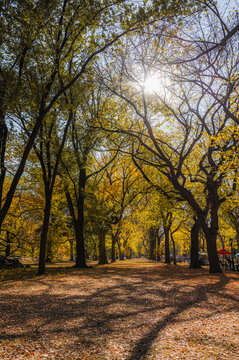 Central Park, New York City in autumn on a sunny day. Tourist landmark, vertical travel banner