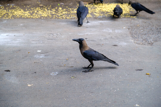 A house crow standing on concrete ground with a flock of crows feeding on scattered flowers in the background.