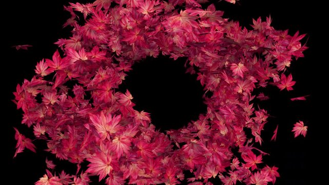 Swirling Maple Leaves on Transparent Alpha