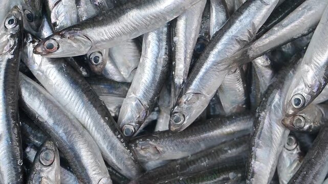 Fishing catch with many silver fish in the market