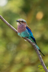 Obraz premium Lilac-breasted roller on dead stump turning head