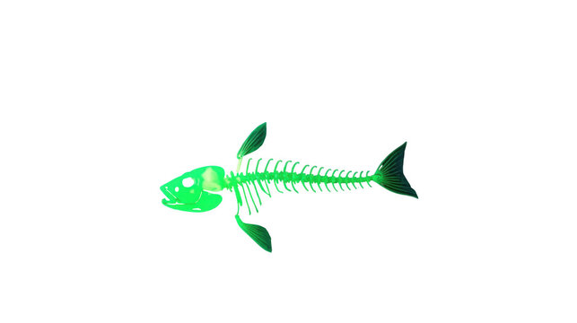 Stylized illustration of a fish skeleton with green-tinted skin and fins on a plain transparent background.