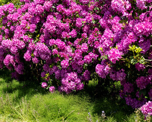 Rhododendron a woody plant of the heath family (Ericaceae) with bright, striking flower clusters © olegmayorov