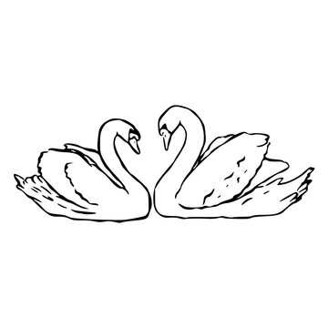 pair of swans swimming together line art vector illustration
