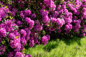 Rhododendron a woody plant of the heath family (Ericaceae) with bright, striking flower clusters © olegmayorov