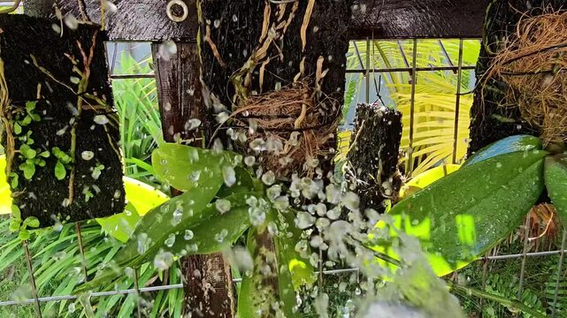 fishing nets on the dock,Water sprays through a orchid greenhouse setting. Roots and leaves are drenched in the forceful stream. Greenery thrives behind weathered wooden frames