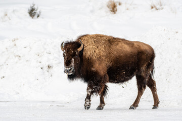 American bison walking across a packed snowfield in Yellowstone National Park © Sergio Llaguno