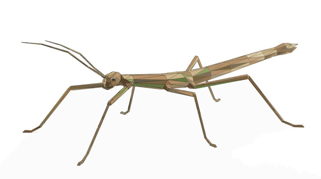 Low Poly Stick Insect 3D Model on Transparent Background