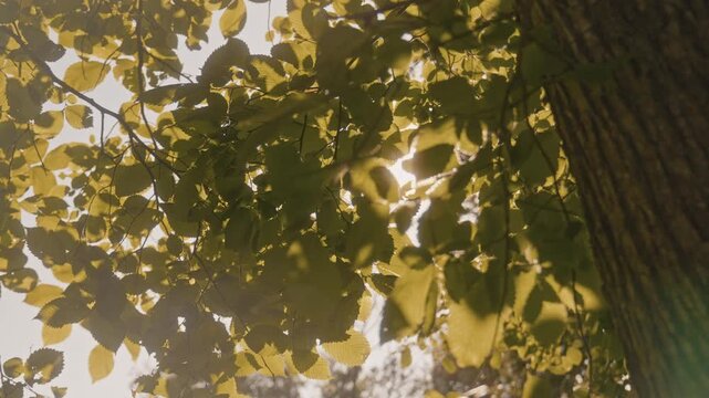 Sunlight filtering through the leaves. A symbol of nature.