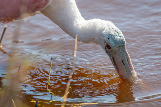 Juvenile roseate spoonbill dipping its beak into a shallow marsh pond