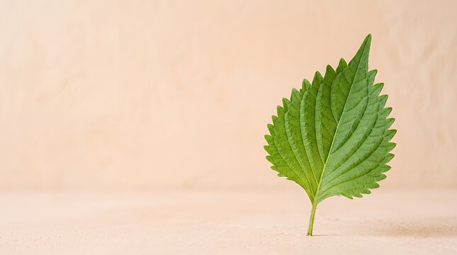 余白のある新鮮な青じその葉