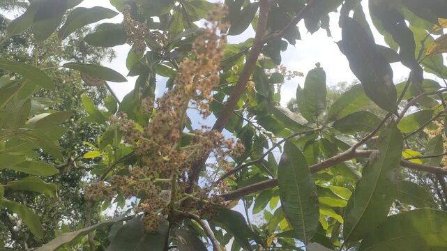 Close up of blooming mango flowers and tiny green young fruits on the tree with blurred natural background.