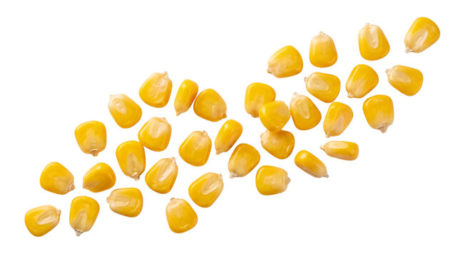 Scattered yellow corn kernels on black isolated on png transparent background