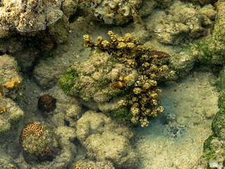 Shallow Intertidal Coral Reef with Diverse Marine Growth and Sandy Seabed © YEVGENIY