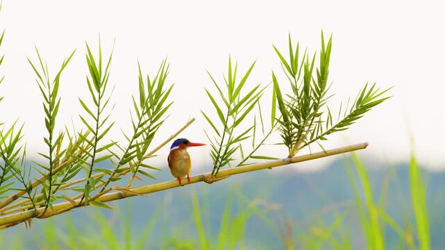 Malachite kingfisher (Corythornis cristatus) perched on a plant in a pond. Chobe National Park, Botswana, South Africa. 