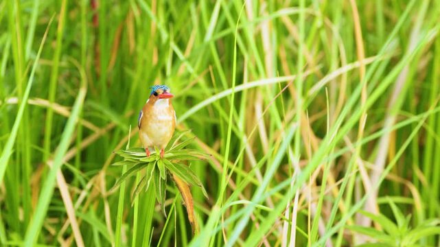 Malachite kingfisher (Corythornis cristatus) Looking into the Camera sitting on a flower. Botswana, South Africa. 